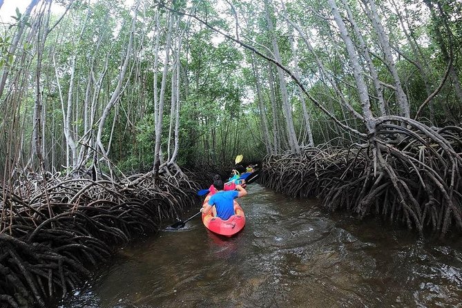 1 Hour Mangrove Tour From Lembongan with Kayak, Paddle, or Boat - Key things to know before you go