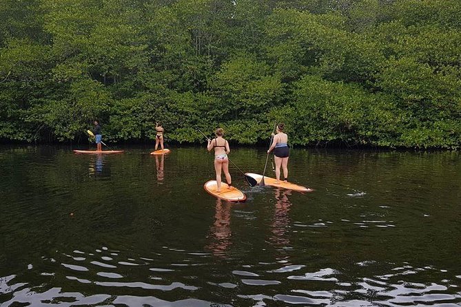 1 Hour Mangrove Tour From Lembongan with Kayak, Paddle, or Boat - Who should book this mangrove kayak and who might not