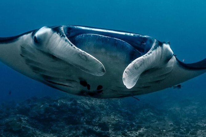 2 Days Discover Scuba Diving in Nusa Lembongan - Scuba Initiation - Key highlights I think you will care about