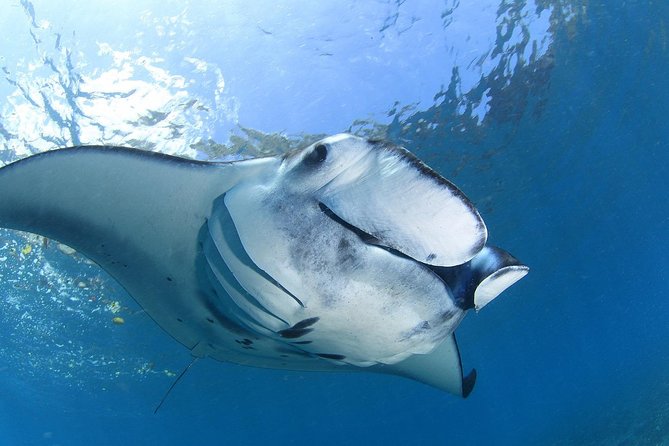 2 Days Discover Scuba Diving in Nusa Lembongan - Scuba Initiation - A practical, first-timer friendly intro near Nusa Lembongan
