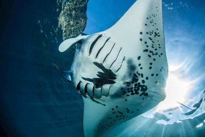 2 Days Discover Scuba Diving in Nusa Lembongan - Scuba Initiation - Day two, Manta Point and Crystal Bay, the ocean sessions you came for