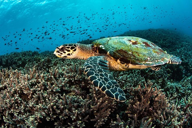 2 Days Discover Scuba Diving in Nusa Lembongan - Scuba Initiation - Price and value, is 151.01 USD fair for two days?