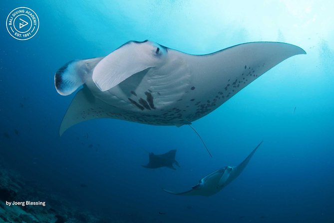 2 or 3 dives in Nusa Lembongan and Penida, for certified diver (in Lembongan) - Key things to know before you book