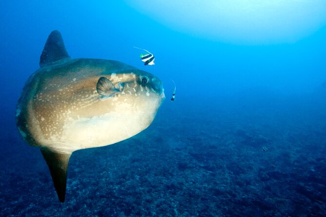 2 or 3 dives in Nusa Lembongan and Penida, for certified diver (in Lembongan) - Mantas year-round, plus the mola mola season window