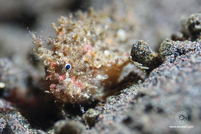 2 or 3 dives in Nusa Lembongan and Penida, for certified diver (in Lembongan) - Who should book this package (and who should reconsider)