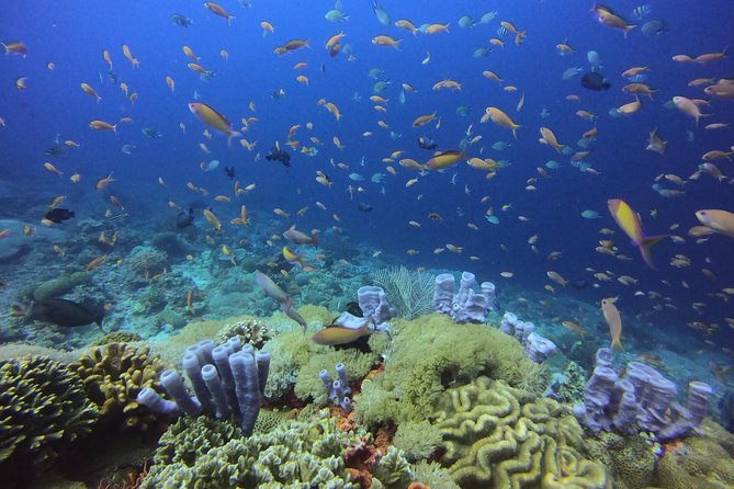 2 or 3 dives in Nusa Lembongan and Penida, for certified diver (in Lembongan) - Meeting at BDA Lembongan: the day runs like a half-day should