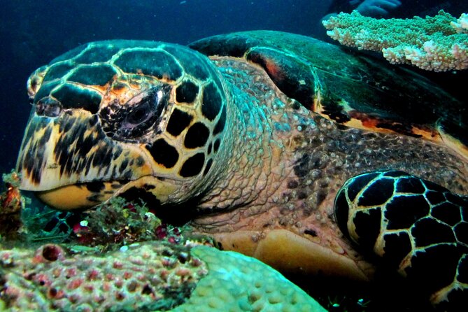 2 PADI Certified Dives at Tulamben from Bali - The Structure of the Day: Lunch and a Real Break