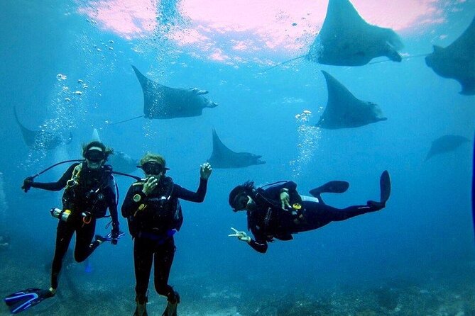 3 Epic Dives in Nusa Penida - Certified Divers' Day Trip - Key Highlights You’ll Feel On Day 1