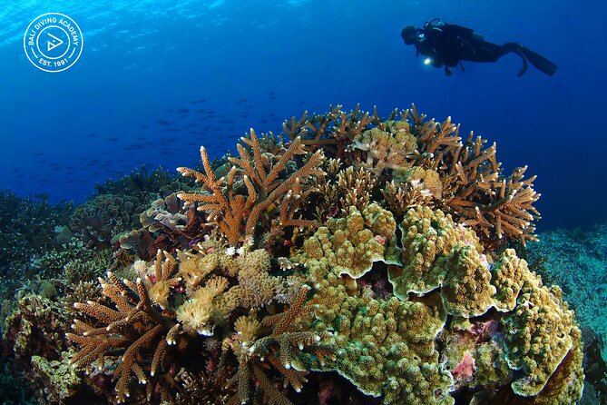 3 Epic Dives in Nusa Penida - Certified Divers' Day Trip - Manta Rays, Clear Water, and the Right Expectations