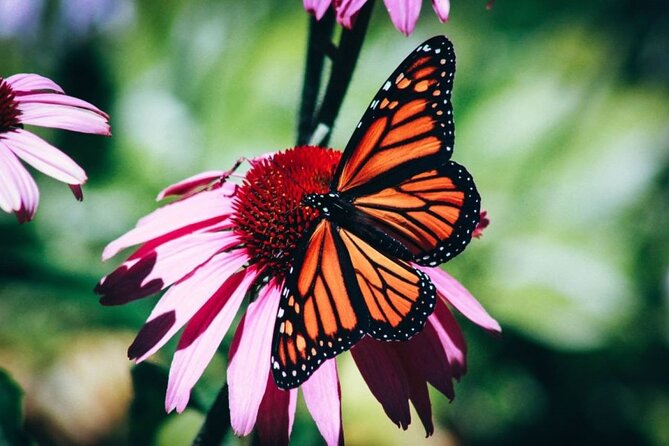 4-Hour Private Tour in Jatiluwih Terraces and Butterfly Park - Key highlights to notice before you go
