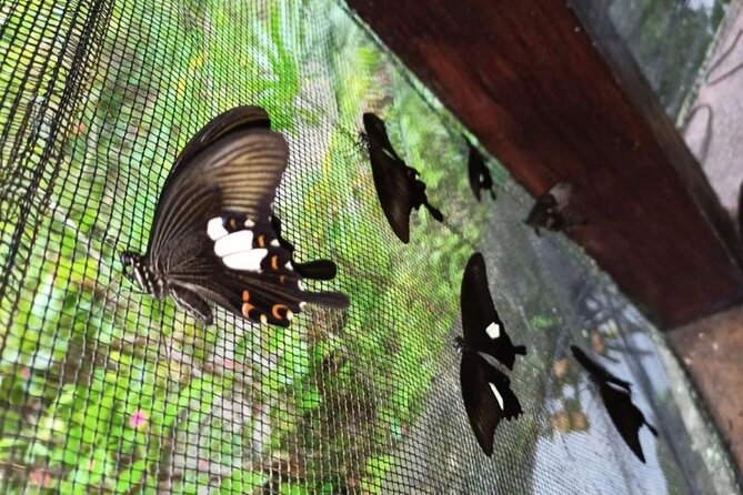4-Hour Private Tour in Jatiluwih Terraces and Butterfly Park - Private half-day comfort from Kuta, and why it matters