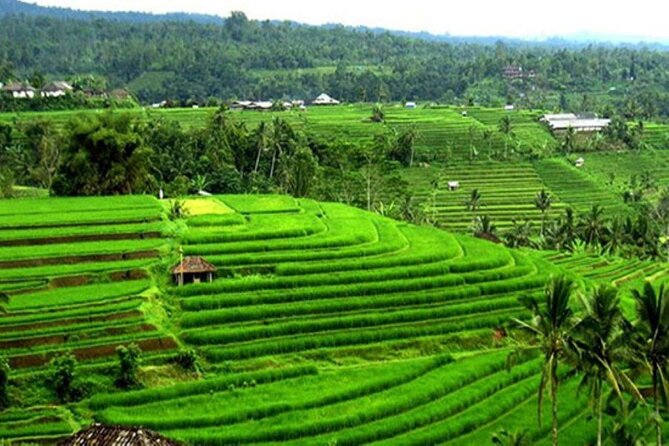 4-Hour Private Tour in Jatiluwih Terraces and Butterfly Park - How the timing works, and why early planning helps