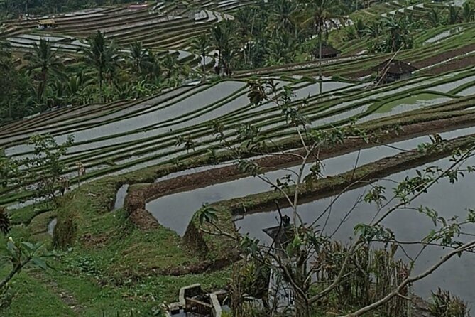 4-Hour Private Tour in Jatiluwih Terraces and Butterfly Park - What’s included, what’s not, and how to plan your day