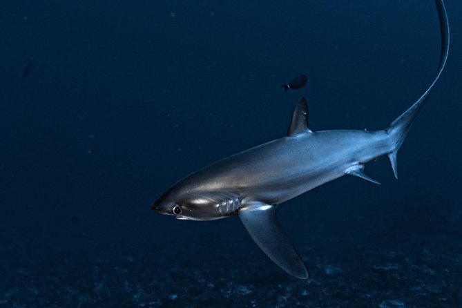 5 Fun Dives in Nusa Lembongan (for certified divers) - Swim with a Mola Mola - Nusa Lembongan and Penida are built for big animals