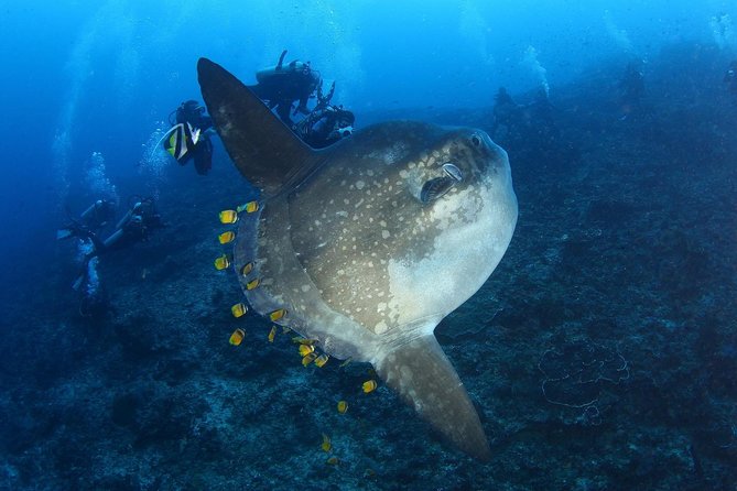 5 Fun Dives in Nusa Lembongan (for certified divers) - Swim with a Mola Mola - Manta Point: when the whole trip starts making sense