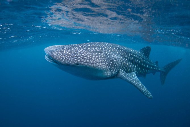 5 Fun Dives in Nusa Lembongan (for certified divers) - Swim with a Mola Mola - Jungut Batu Beach: finishing on home-water rhythm