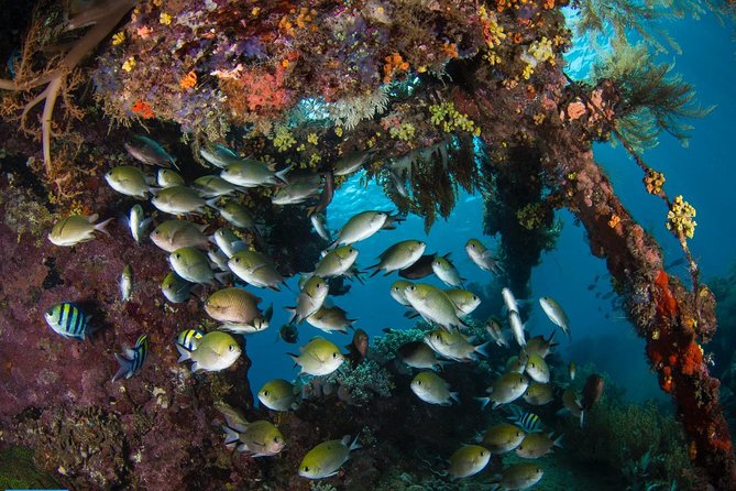 5 Fun Dives in Tulamben (for certified divers) - Discover famous diving sites - Tulamben Beach: your reset point between heavier targets