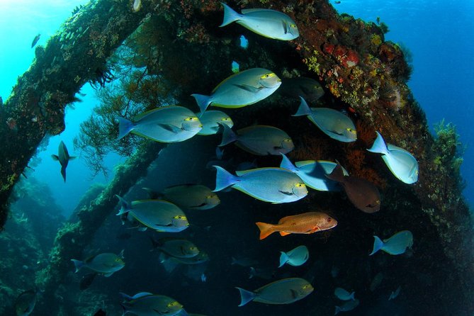 5 Fun Dives in Tulamben (for certified divers) - Discover famous diving sites - The Drop-off formed by lava: why changes in terrain matter