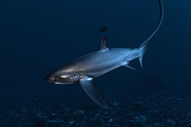 7 Fun Dives in Nusa Lembongan (for certified divers) - Premium Value Package - Your Week Plan: Crystal Bay, Manta Point, Mangrove Point, Toyapakeh, Jungut Batu