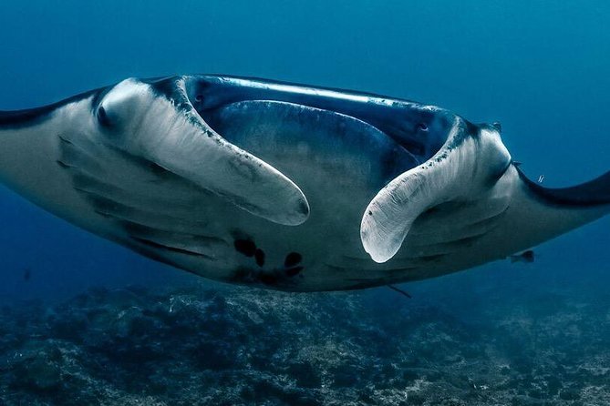 7 Fun Dives in Nusa Lembongan (for certified divers) - Premium Value Package - Gear, Center Comfort, and Why It Changes the Mood