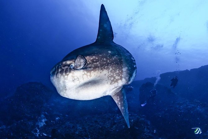 7 Fun Dives in Nusa Lembongan (for certified divers) - Premium Value Package - Manta Ray and Mola Mola: How to Think About Wildlife Chances