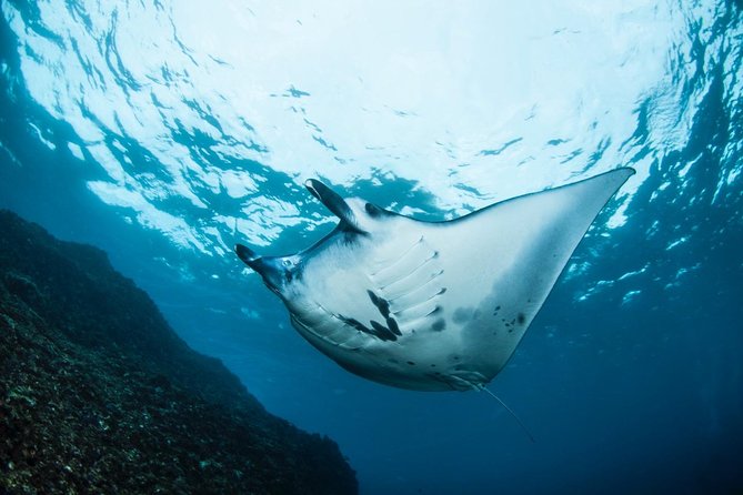 7 Fun Dives in Nusa Lembongan (for certified divers) - Premium Value Package - The 3-Day Shape vs The 7-Day Reality