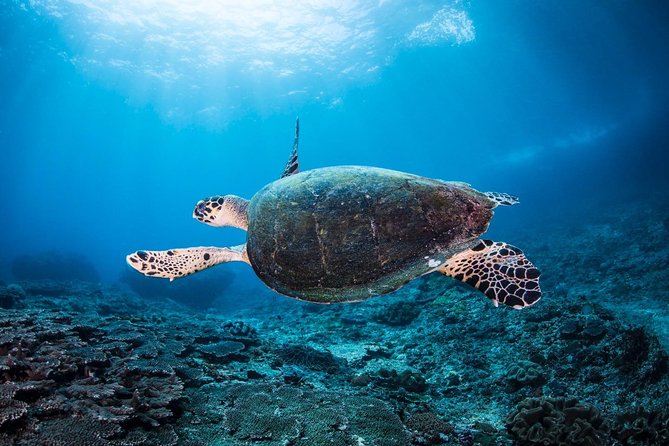 Advanced Open Water Course - Advanced Certification in Lembongan (next to Bali) - From Open Water to Advanced: the real training upgrades
