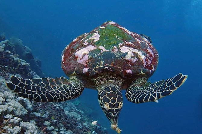 All Inclusive Bali Scuba Diving at Tulamben with Lunch -Transport - Lunch Break That Actually Feeds You