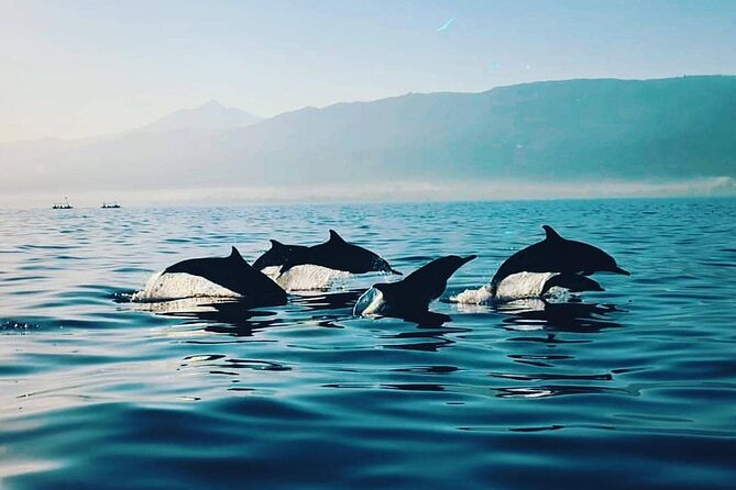All inclusive Lovina Dolphins Sunrise tour, Waterfall & Temple - Sunrise Boat Time in Lovina, Dolphins in Their Natural Habitat