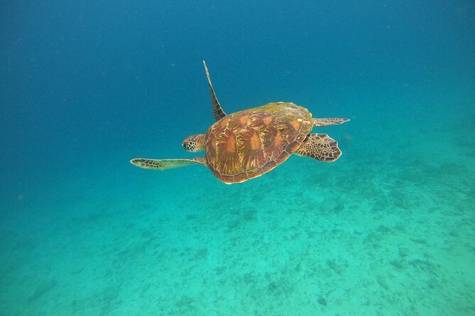 All Inclusive Snorkeling at Blue Lagoon with Lunch - Blue Lagoon Beach: your first hour of coral and fish