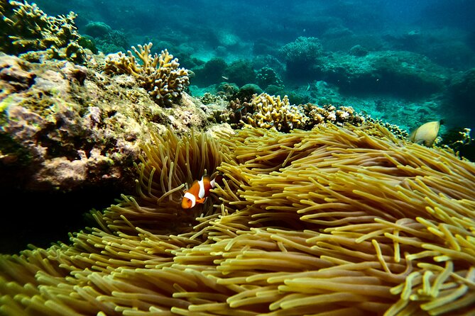 All Inclusive Snorkeling at Blue Lagoon with Lunch - Tanjung Jepun: second reef stop with a different feel