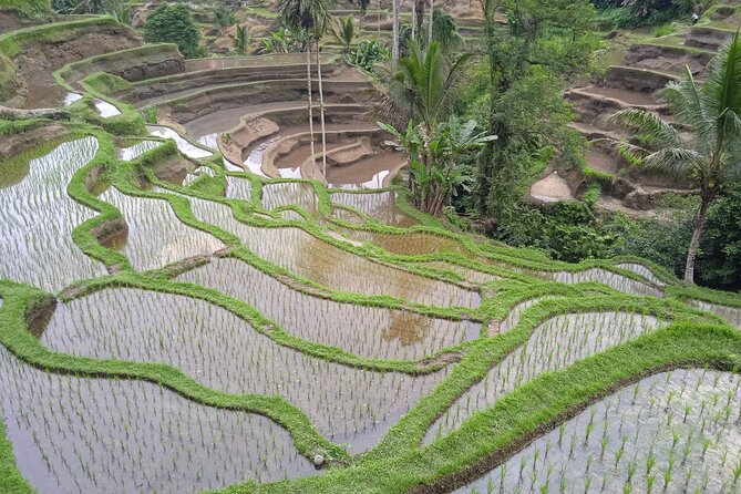 [All Inclusive] The Soul of Bali: Temples, Art & Traditions Tour - The subak UNESCO connection: seeing irrigation as culture