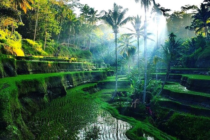 [All Inclusive] The Soul of Bali: Temples, Art & Traditions Tour - Price and value: $50 for tickets, guide, and drive