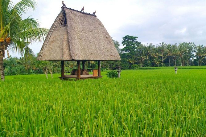 All-Inclusive Ubud Private Tour - D Alas Warung Lunch, Jungle Views, and Ubud Swing Time