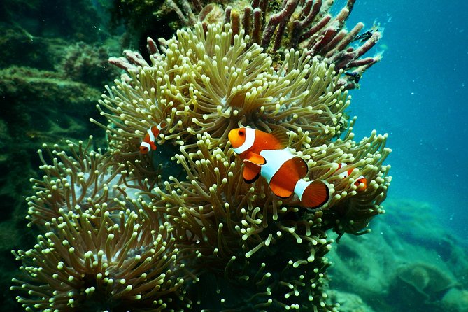 Amazing Blue Lagoon Snorkeling with Private Hotel Transfer - Price and value at about $47 per person
