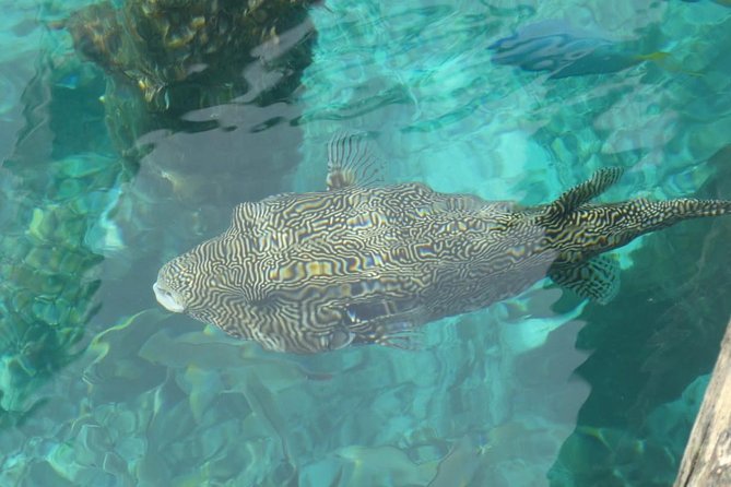 Amazing Blue Lagoon Snorkeling with Private Hotel Transfer - Small group size and comfort details that add up