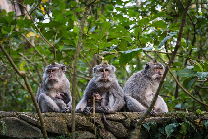 Bali All-Inclusive: Ubud Tour with Entrance Ticket and Lunch Included - Monkey Forest Sanctuary: temples plus long-tailed macaques