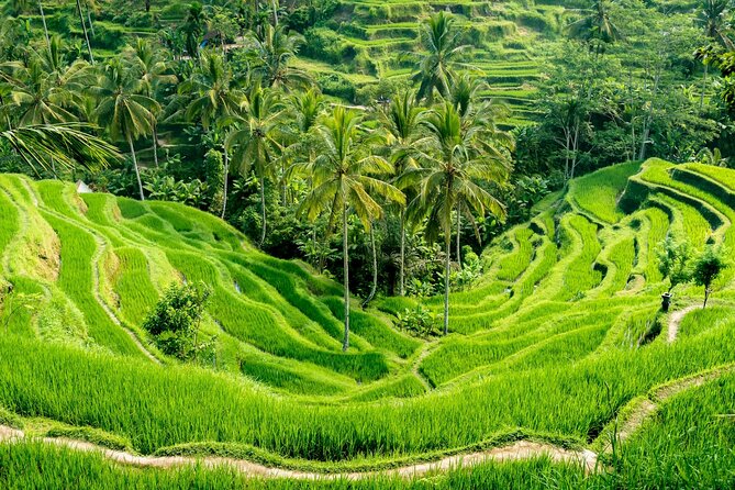 Bali All-Inclusive: Ubud Tour with Entrance Ticket and Lunch Included - Tegenungan Waterfall: start with a scenic hit (and time to enjoy it)