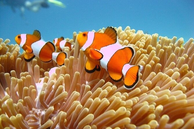 Bali ATV Quad Bike Adventure and Snorkeling Tour - Snorkeling by Boat: Blue Lagoon Beach and Padangbai