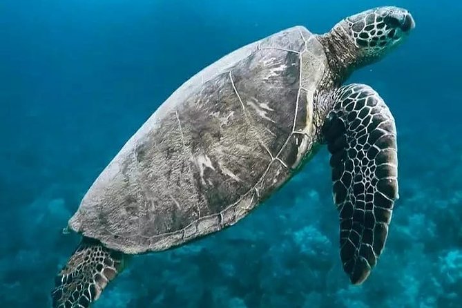 Bali ATV Quad Bike and Snorkeling at Blue Lagoon Tanjung Jepun Combination Tour - Blue Lagoon and Tanjung Jepun: two snorkel stops, one chance for turtles