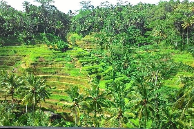 Bali Benoa Shore Excursion for cruise's passenger - All Inclusive - Uma Pakel Agro Tourism: coffee tasting, fruit variety, and a swing option