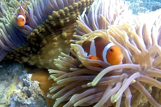 Bali Best Snorkeling at Blue Lagoon - Route and timing: how the 2 to 3 hours actually plays out