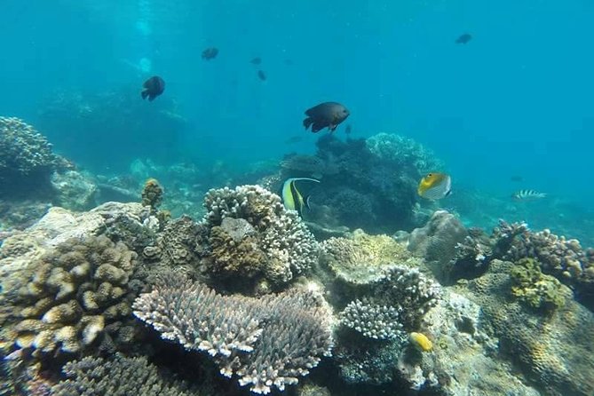Bali Best Snorkeling at Blue Lagoon - The snorkeling guide: instructions that make a difference