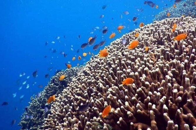 Bali Best Snorkeling at Blue Lagoon - Logistics that keep your day simple: start near Padangbai, return after