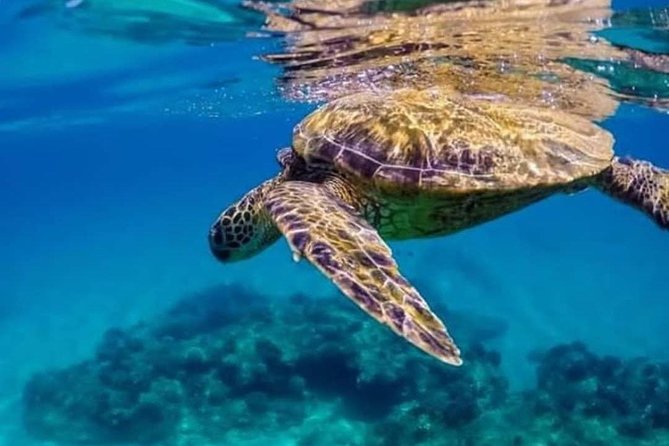 Bali Best Snorkeling at Blue Lagoon - Who this snorkel trip fits best