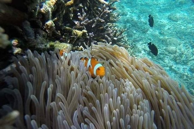 Bali Best Snorkeling at Blue Lagoon - Blue Lagoon Beach: clear water, coral viewing, and a calm first step