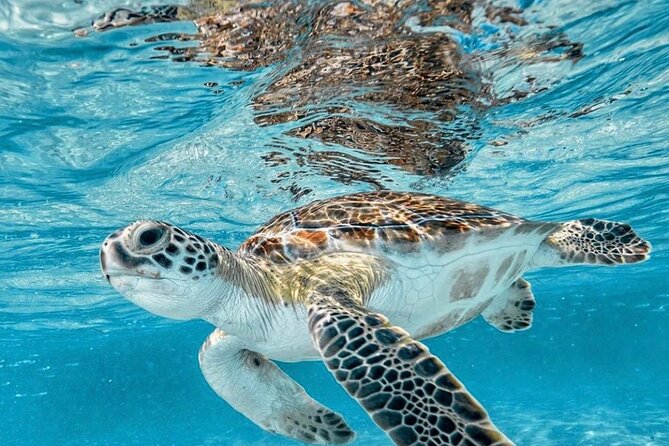 Bali Blue Lagoon Snorkeling with Optional Tour & Activities - Who should book this snorkeling and add-on day