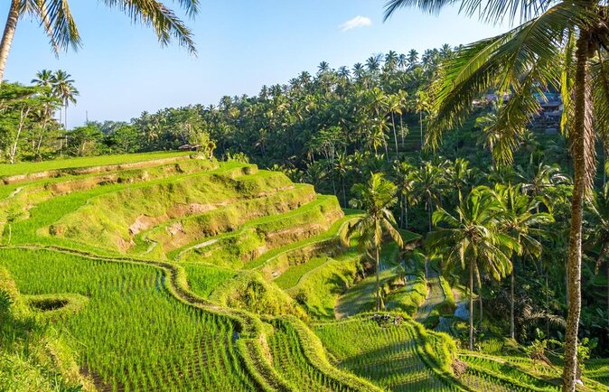 Bali Cooking Class Experience with All Inclusive - Key highlights you will actually feel in the day