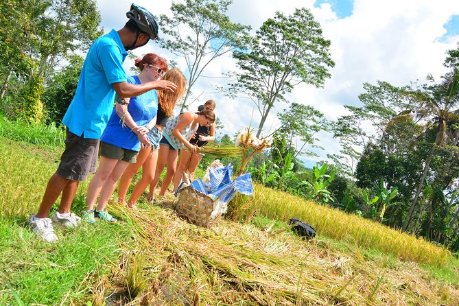 Bali Countryside Cycling Tours - Stop 3, Tegalalang Rice Terrace: farming practices, not just views