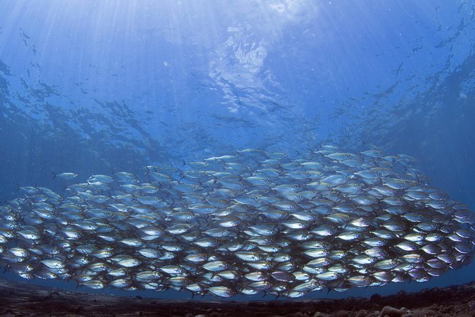 Bali Diving Day Trip-Manta Point/Tulamben Shipwreck-Fun Dive - The Other Sites Mentioned: Padangbai and Nusa Penida Considerations